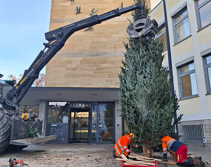 Weihnachtsbaum vor dem Rathaus wird aufgestellt. (Foto: Stadt Friedrichshafen)